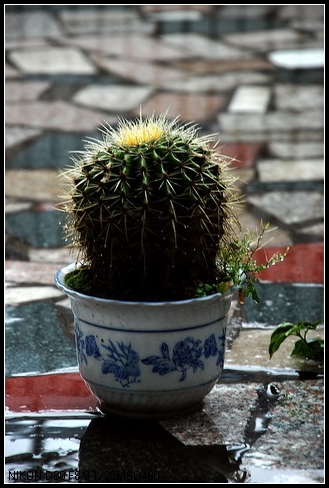 dsc_0207-x_tzdx.jpg