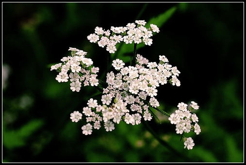 dsc_0231-1_tzdx.jpg